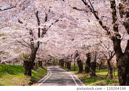 Akagi Senbonzakura cherry blossom tree line in Maebashi Akagi Senbonzakura cherry blossom tree line in Maebashi 120204190