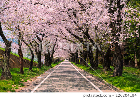 Akagi Senbonzakura cherry blossom tree line in Maebashi 120204194