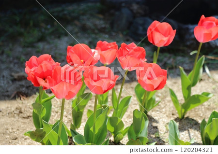 園藝花園花卉鬱金香， 120204321