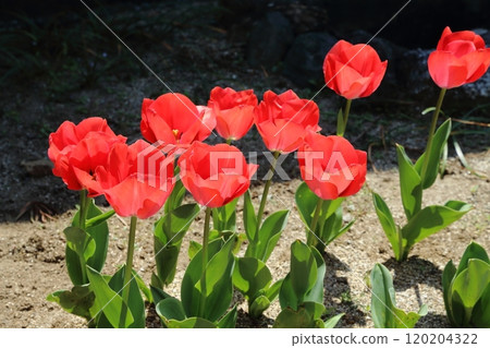 園藝花園花卉鬱金香， 120204322