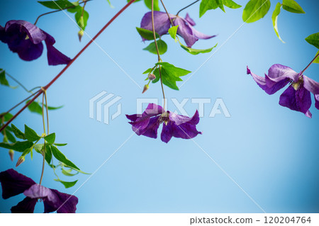 branch of blooming purple clematis, isolated on blue background branch of blooming purple clematis, isolated on blue background 120204764