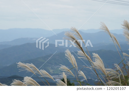Japanese silver grass and mountain of Iwaishi Plateau Japanese silver grass and mountain of Iwaishi Plateau 120205107