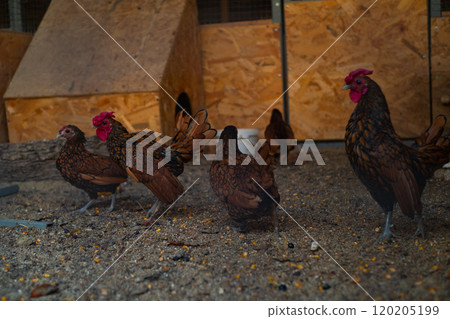 Farm-raised dwarf chickens in a nature reserve, showcasing rare and beautiful bird species during safari and eco-tours. Farm-raised dwarf chickens in a nature reserve, showcasing rare and beautiful bird species during safari and eco-tours. 120205199