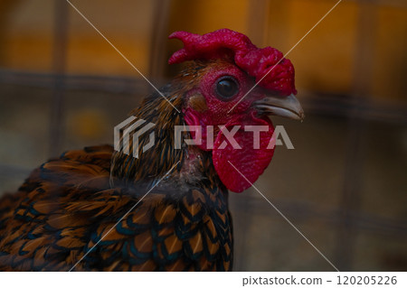 Close-up of a rooster's head with a red comb, raised in a cage for poultry farming and domestic bird breeding. 120205226
