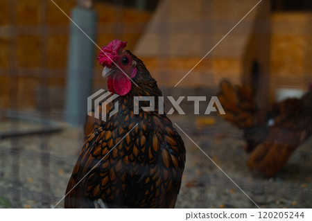 Sibrayt chicken breed in a nature reserve, an English breed with identical plumage for both males and females. 120205244