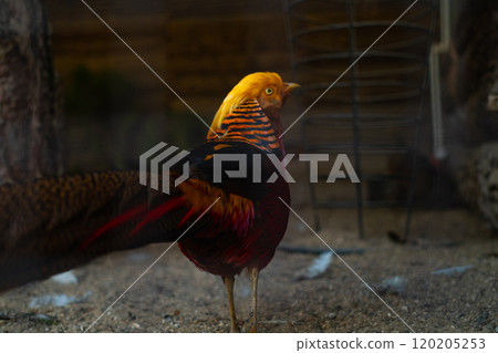 "Golden pheasant feeding in a wildlife reserve, showcasing vibrant plumage and natural behavior in a protected environment." 120205253