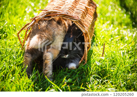 Cute little bunnies on green grass with natural bokeh as background during summer. 120205260