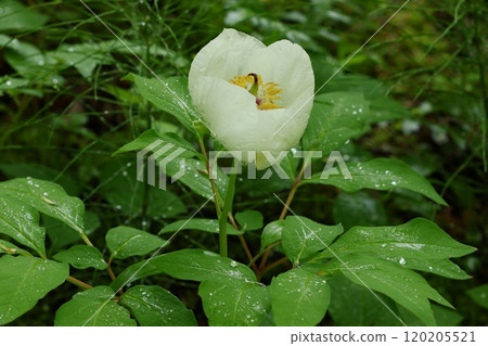 Mountain Peony Wildflower White Flowers Blooming on the Forest Floor Mountain Peony Wildflower White Flowers Blooming on the Forest Floor 120205521