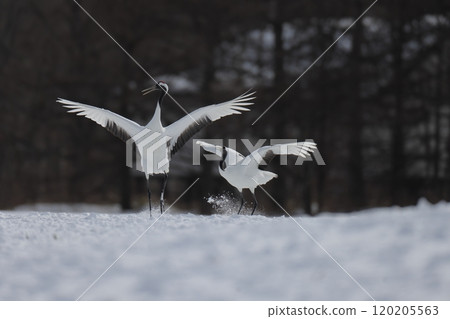 丹頂鶴的戰鬥 丹頂鶴的戰鬥 120205563