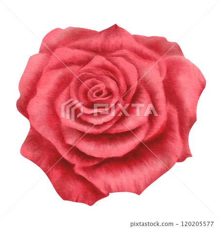 Red rose in realistic style in watercolor technique as a symbol of love, passion and desire. Hand-drawn illustration for decoration of cards for Valentine's Day, March 8, Mother's Day. 120205577