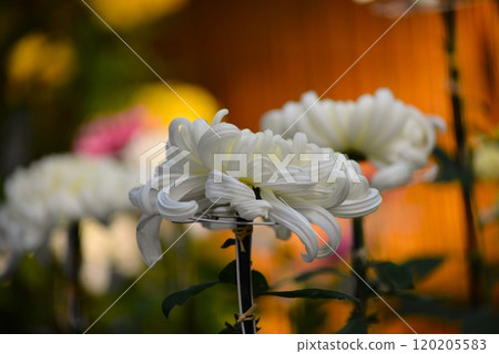 Large chrysanthemum, thick, white, Chrysanthemum Festival Large chrysanthemum, thick, white, Chrysanthemum Festival 120205583