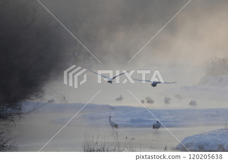 Cranes jumping out of the roost Cranes jumping out of the roost 120205638