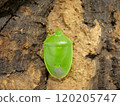 The back of a shiny green stink bug 120205747