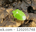 A beautiful shiny green stink bug 120205748