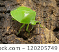 Beautiful green stink bug 120205749