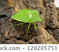 A beautiful shiny green stink bug 120205751