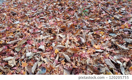 Carpet of fallen leaves 120205755