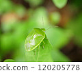 A shiny green stink bug on the tip of a leaf 120205778