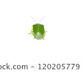 A beautiful view of a shiny green stink bug from behind 120205779