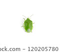 Behind the shiny green stink bug 120205780