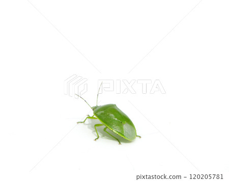 The back view of a shiny green stink bug 120205781