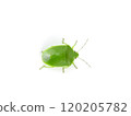 Stink bug from above 120205782