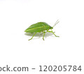 Side of the shiny green stink bug 120205784