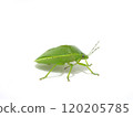 Right facing stink bug 120205785