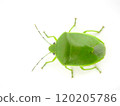 A shiny green stink bug seen from directly above 120205786