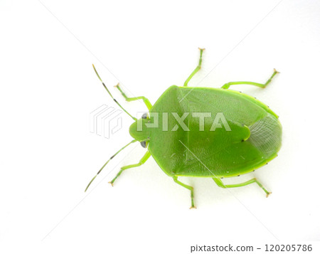 從正上方看到的有光澤的綠色臭蟲 120205786