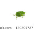 The shiny green stink bug lowers its body 120205787