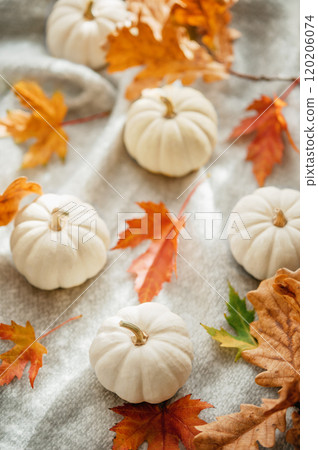 circular arrangement of white and orange mini pumpkins on a woven mat, accented with autumn leaves. A cozy and seasonal setup for fall or Thanksgiving decor. 120206074