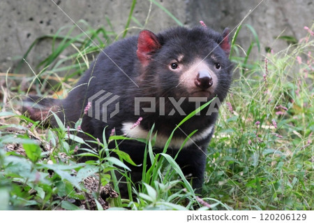 Tasmanian devil standing in Kusamura ① 120206129