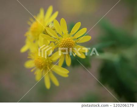 Small and pretty yellow Kikutani daisy (Kikudani daisy) blooming in late autumn in November 120206179