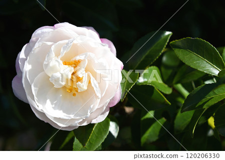 Sasanka（Yamachaka） 120206330