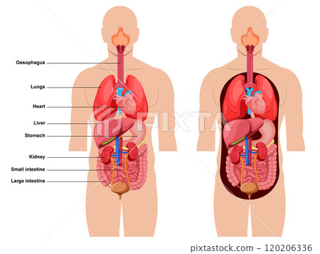 Human Body Anatomy, Inside anatomical structure diagram with names isolated. Medical info learning 120206336
