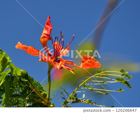 Hoogoku花 120206647
