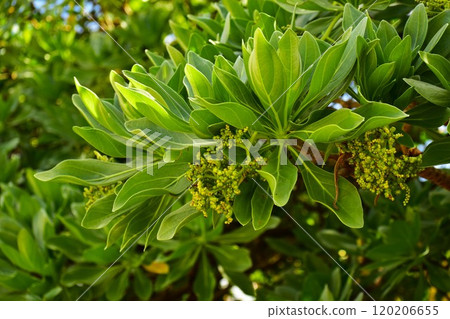 Thick leaves of the monpanoki tree Thick leaves of the monpanoki tree 120206655