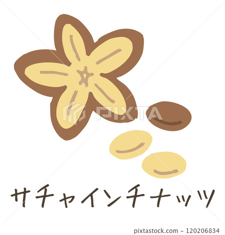 Sacha Inchi nuts / Name available (vector available) 120206834