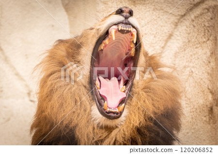 The roar of the wild beast The roar of the wild beast 120206852