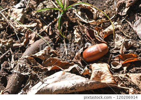Acorn Acorn 120206914