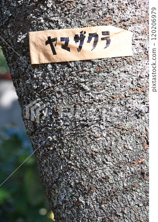 Wild cherry blossoms in a grove 120206979
