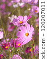 粉紅色的波斯菊在秋日的陽光下綻放 120207011