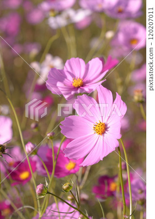 粉紅色的波斯菊在秋日的陽光下綻放 120207011
