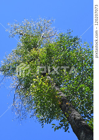 Wild cherry blossoms in a grove Wild cherry blossoms in a grove 120207073