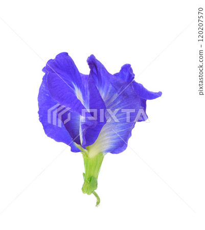 Closeup butterfly pea flower (blue pea, bluebellvine, cordofan pea, clitoria ternatea) isolated on white background. Closeup butterfly pea flower (blue pea, bluebellvine, cordofan pea, clitoria ternatea) isolated on white background. 120207570