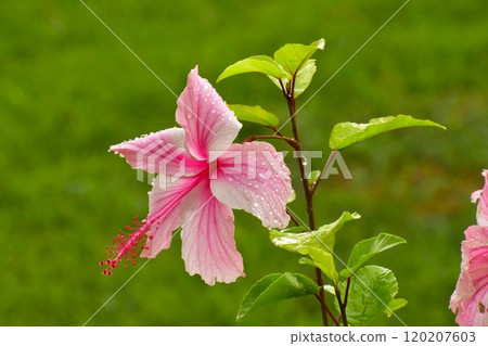 Hibiscus after the rain Hibiscus after the rain 120207603