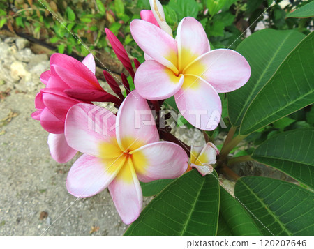 Plumeria flowers Plumeria flowers 120207646