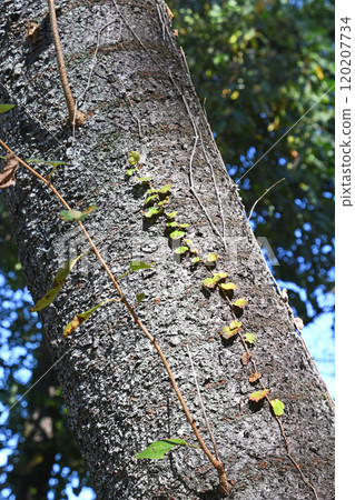 樹林中的山櫻 120207734
