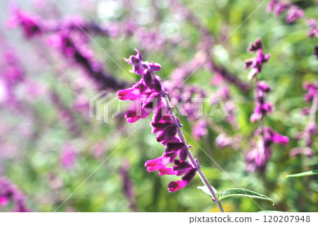 Salvia Wish Flowers 120207948